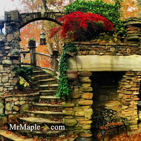 Accent Planting Japanese Maples Garden Design
