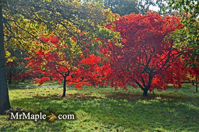 Garden Design Color Japanese Maples
