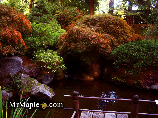 Garden Design With Japanese Maples for Water Features