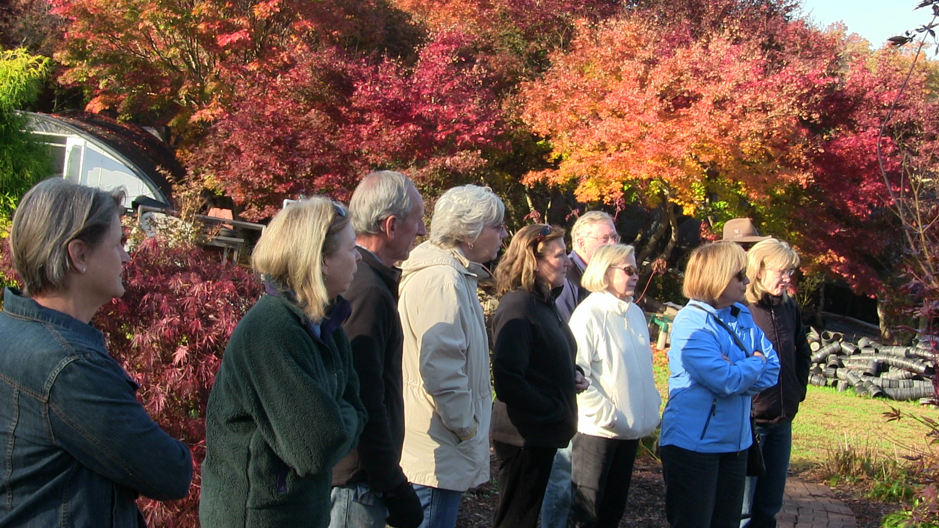 Japanese Maple Tree Farm