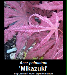 Buy Acer palmatum Mikazuki Japanese Maple