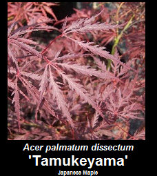 Buy Tamukeyama Japanese Maple