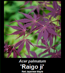 Buy Raigo ji Japanese Maple
