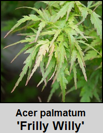 Buy Alpine Sunrise Japanese Maple