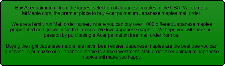 Japanese Maple Button Japanese Maple Button