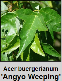 Japanese Maple Button Japanese Maple Button