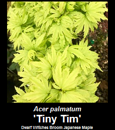 Buy Tiny Tim Dwarf Japanese Maple