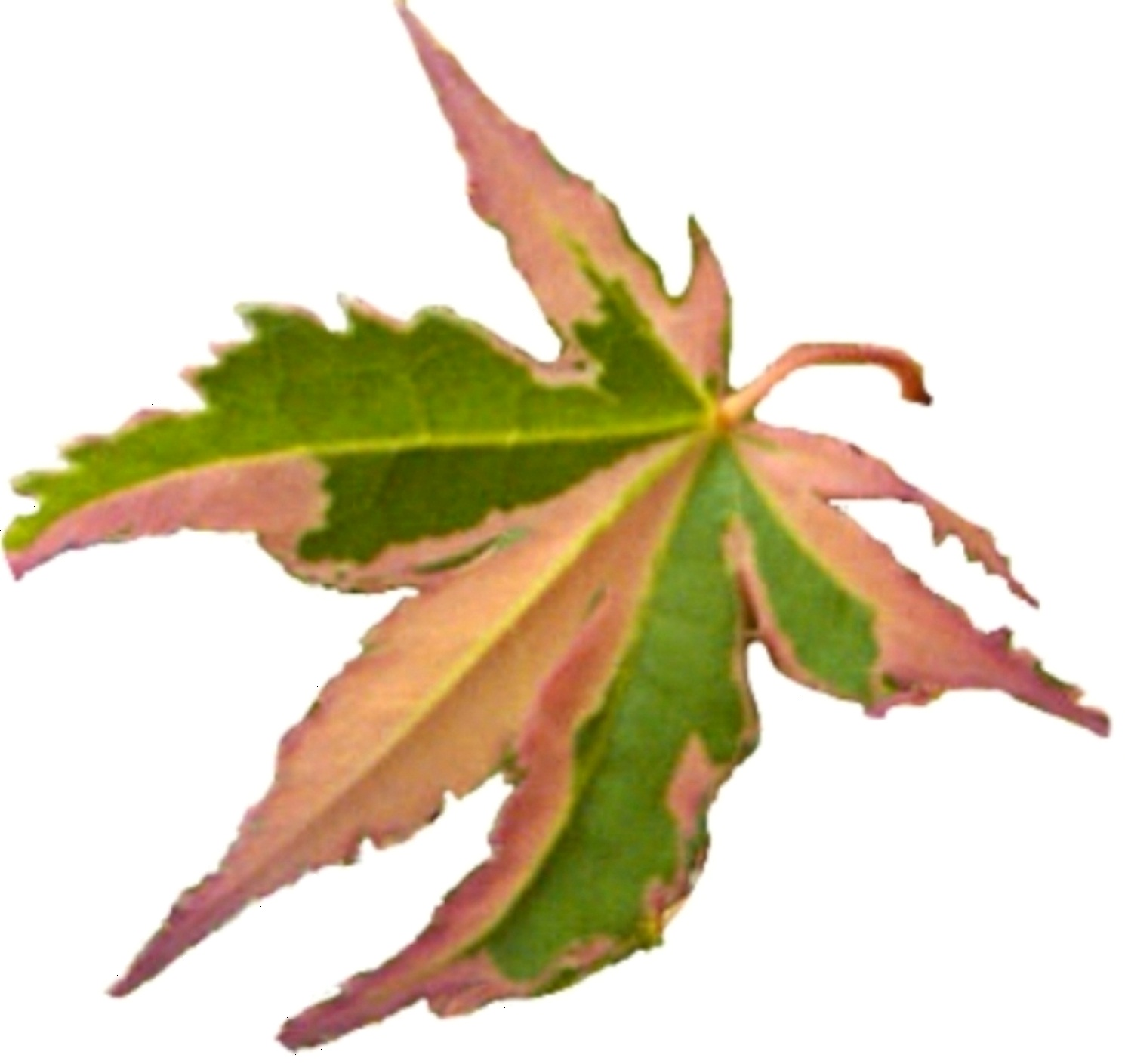 Japanese Maple Button