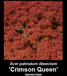 Purchase Crimson Queen Weeping Japanese Maple