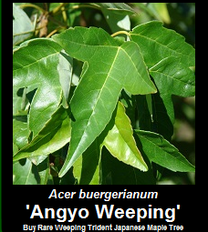 Buy Acer buergerianum Angyo Weeping Trident Japanese Maple Tree