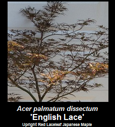 Buy Acer palmatum dissectum English Lace Japanese Maple