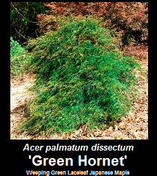 Buy Green Hornet Japanese Maple Tree