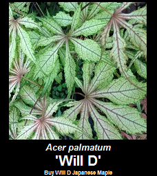 Buy Will D Japanese Maple