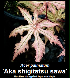 Buy Aka shigitatsu sawa Japanese Maple