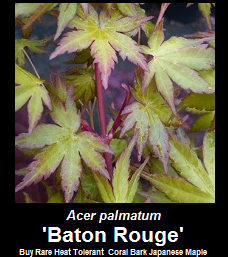 Buy Baton Rouge Coral Bark Japanese Maple