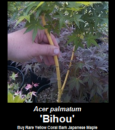 Buy Bihou Japanese Maple