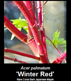 Buy Acer palmatum Winter Red Coral Bark Japanese Maple