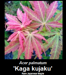 Buy Acer palmatum Kaga kujaku Japanese Maple