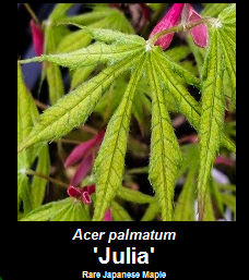 Buy Acer palmatum Julia Japanese Maple