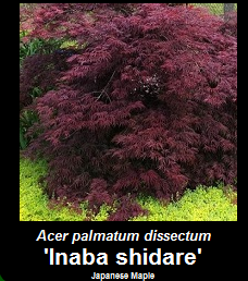 Buy Inabashidare Japanese Maple