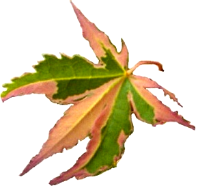 Buy Scarlet Princess Japanese Maple