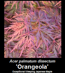 Buy Orangeola Japanese Maple
