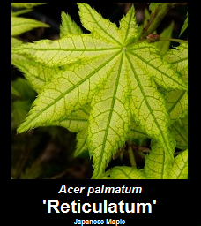 Purchase Acer palmatum Reticulatum Japanese Maple