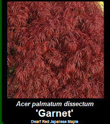 Buy Acer palmatum dissectum Garnet Japanese Maple