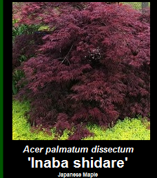 Buy Inabashidare Japanese Maple