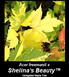 Buy Shelina's Beauty Maple
