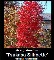 Purchase Columnar Japanese Maple