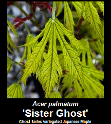 Buy Acer palmatum Sister Ghost Japanese Maple