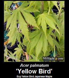 Buy Yellow Bird Japanese Maple