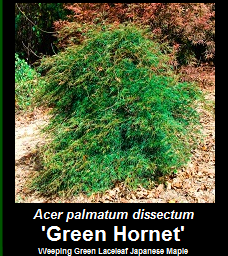 Buy Green Hornet Japanese Maple Tree