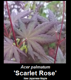 Buy Scarlet Rose Japanese Maple