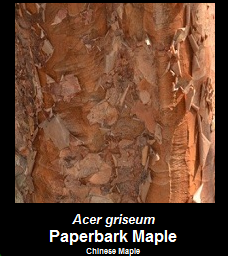 Buy Paperbark Maple