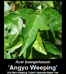 Buy Acer buergerianum Angyo Weeping Trident Japanese Maple Tree