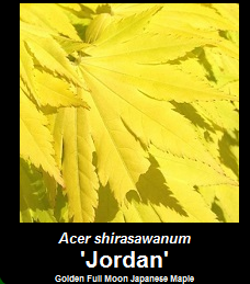 Purchase Acer shirasawanum Jordan Golden Full Moon Japanese Maple