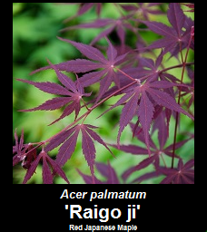 Buy Raigo ji Japanese Maple