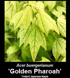 Buy Golden Pharoah Japanese Maple