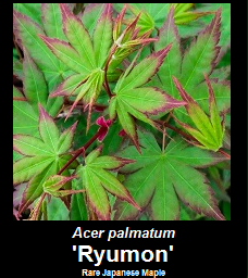 Buy Ryumon Japanese Maple