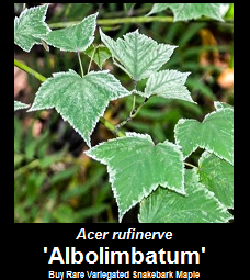 Buy Acer rufinerve Albolimbatum Snakebark Maple