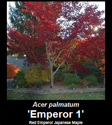 Buy Emperor 1 Red Japanese Maple