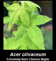 Buy Acer olivaceum Rare Chinese Maple