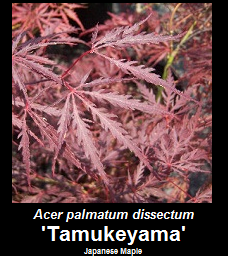 Buy Japanese Maple