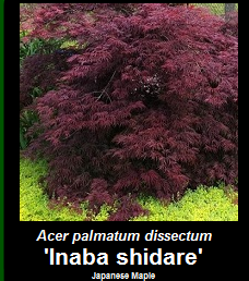 Buy Inabashidare Japanese Maple