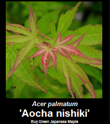 Buy Aocha nishiki Japanese Maple