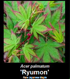 Buy Ryumon Japanese Maple