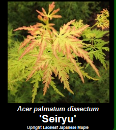 Buy Seiryu Japanese Maple