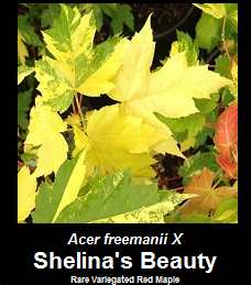 Buy Acer freemanii x rubrum Shelinas Beauty Variegated Red Maple